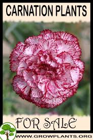 Carnation Plants For Sale Carnation Plants Plant Sale Growing Carnations