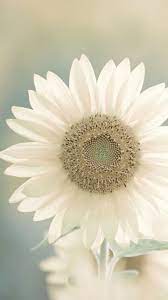 What s the difference between sunflowers weeds hunker. Raindrops And Roses Raindrops And Roses White Flowers Flowers