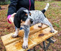 Bergen county, paramus, nj id: Blue Tick Hound Puppy Petfinder