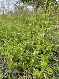 Image result for Leucas sexdentata