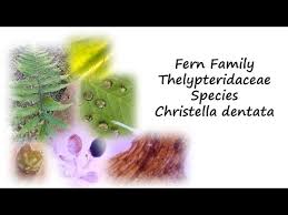 Image result for Christella dentata