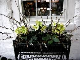 We did not find results for: Hellebores In Containers Carolyn S Shade Gardens