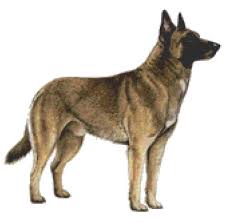 83,869 likes · 439 talking about this. Belgian Malinois Dog Counted Cross Stitch Pattern Etsy