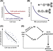 We did not find results for: On The Molecular Mechanisms Regulating Animal Cell Size Homeostasis Sciencedirect