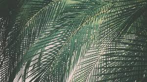 Palm sunday, in christianity, the sunday before easter that marks the first day of holy week and commemorates jesus christ's triumphal entry into jerusalem. Weeping On Palm Sunday Olive Tree Blog
