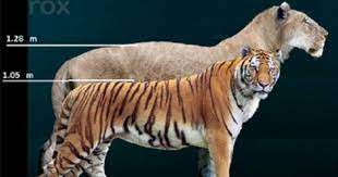 Tiger N American Lion Extinct Animals Prehistoric Wildlife Prehistoric Animals