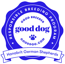 Have a couple puppies both male and sadly though, this trauma has resulted in prince, who was always such. Hanabrit German Shepherd Dogs