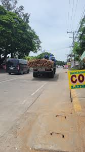 Damaso Coco Lumber and G- melina