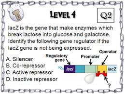 Explore learning dna gizmo answer key building dna explore learning gizmo answer key september is a great time to work on basic lab skills, but this can be hard to do during remote instruction. Protein Synthesis Worksheet Answer Key Quizlet