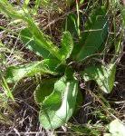 Image result for Afrosciadium nyassicum