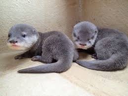 無限のかわいさを秘めているカワウソたちのかわいいうそーな画像 カラパイア かわいい動物の赤ちゃん 可愛すぎる動物 カワウソ