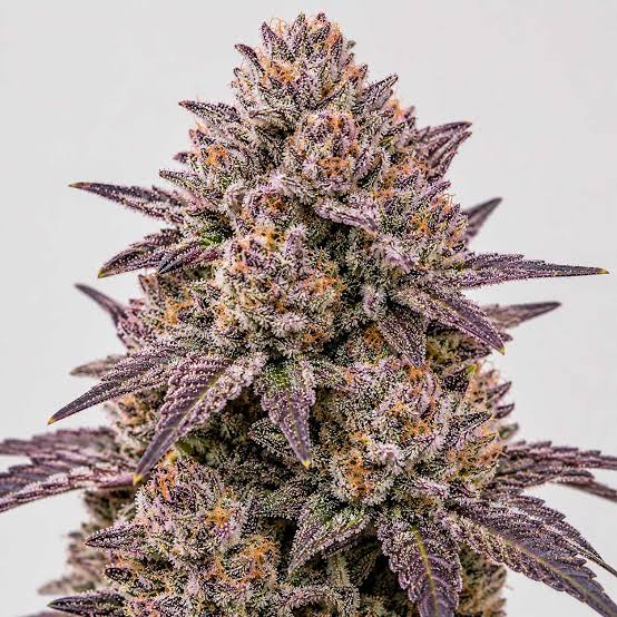 Pink Runtz Strain (Zkittlez × Gelato) - Strainpedia