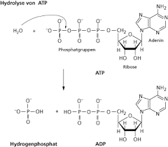 6 nadh, 2 fadh 2, 2 gtp je 19 atp; Energiereserven Und Hungern In Chemie Schulerlexikon Lernhelfer