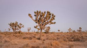 Your nevada plants stock images are ready. The Joshua Tree The Joshua Tree House