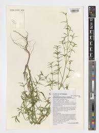 Image result for Pogonospermum ciliatum