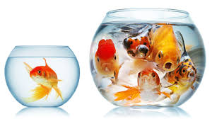 25+ adorable miniature terrarium ideas for you to try. L Idee Du Poisson Rouge Dans Le Bocal On Oublie