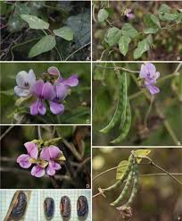 Image result for Wajira grahamiana