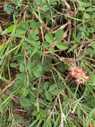 Image result for Indigofera mimosoides