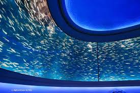 The Monterey Aquarium The Wonders Of The Ocean Up Close Monterey Bay Aquarium California Travel Road Trips Aquarium