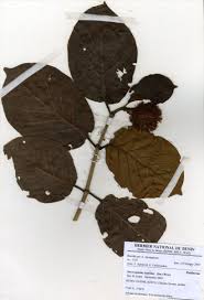 Image result for Sarcocephalus