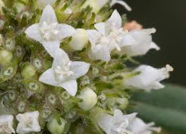 Image result for Spermacoce ruelliae