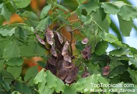 Image result for Dalbergia martinii