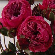 Apples should be arriving the 3rd week of spetember. Raspberry Althea Spray Garden Rose Bunches For 110 Rose Beautiful Flowers Flowers