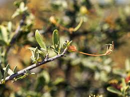 Image result for Cadaba termitaria