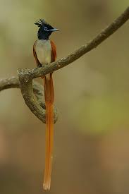 Indian Paradise Flycatcher Wikipedia