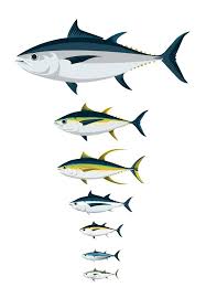 all the tunas vector illustrations on student show