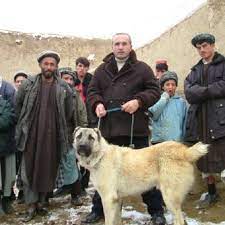 Tall, strong and active, a distinguishing feature of the kangal is the dark mask on his face. Dog Showing Close Resemblance To Turkish Kangal Karabash Shepherd Dog Download Scientific Diagram