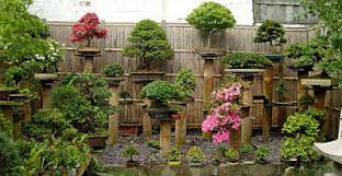 Walaupun sirsak merupakan tanaman super, namun perlu diketahui bahwa manfaat daun sirsak ini harus kita maknai dengan akal sehat, jika penyakit/keluhan tidak kunjung sembuh jangan ragu untuk. Jual Bibit Tanaman Hias Murah Kembang Taman