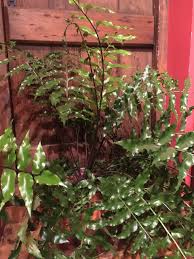 Image result for Pellaea longipilosa