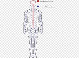 This is very uncommon for cells, which are usually very short. The Brain Of The Human Brain Nervous System Nerve Human Organization Png Pngwing