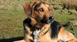 Beagle German Shepherd Mix Breed Info Traits Puppy Costs More