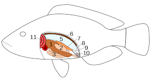 The sinus venosus and the bulbus arteriosus. Fish Anatomy Wiki Thereaderwiki