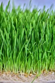 Wheatgrass is the young grass of the wheat plant, triticum aestivum. How To Make Wheatgrass Shots And Juice Alphafoodie
