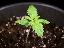 Image result for Grona stolzii