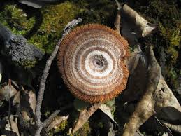 Image result for Pancovia holtzii