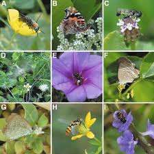 Butterflies serve as a barometer of how the environment is doing. Plants Are Visited By More Pollinator Species Than Pollination Syndromes Predicted In An Oceanic Island Community Scientific Reports