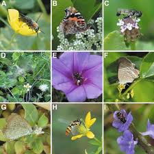 The flowers are present in dataset as follows: Plants Are Visited By More Pollinator Species Than Pollination Syndromes Predicted In An Oceanic Island Community Scientific Reports