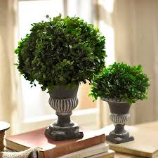 Richard douglas cabinets and trim. Preserved Boxwood Topiary 17 Inch Kirklands