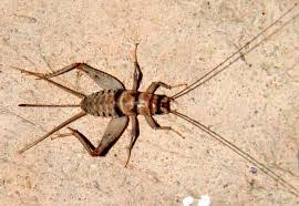 House cricket information how to get rid of crickets side view a on white background termites at home termite in furniture with sound boxelder bugs orange oil garden can an exterminator 300x300, image source: 5 Natural Ways To Kill House Crickets Online Pest Control