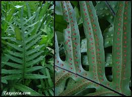 Image result for Microsorum scolopendria