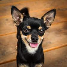We did not find results for: Mini Pinscher Mixed With Chihuahua Pasteurinstituteindia Com