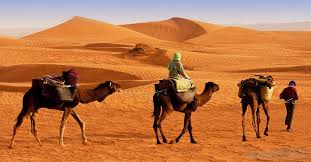 The camel uses it as nourishment when food is scarce. What Is The Gobi Desert With Pictures