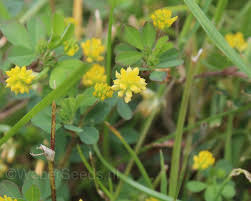 Image result for Trifolium dubium