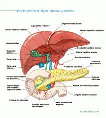 Vision Anterior De Higado Pancreas Y Duodeno Anatomia Anatomia Medica Anatomia Y Fisiologia Humana