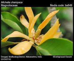 Image result for Magnoliaceae