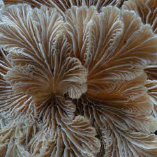 Image result for Gilgiochloa